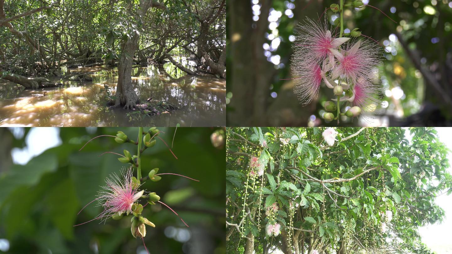 大唐名花：玉蕊花