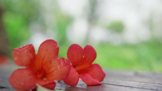 落花、落红