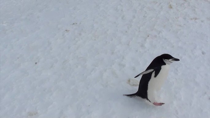 南极冰雪企鹅