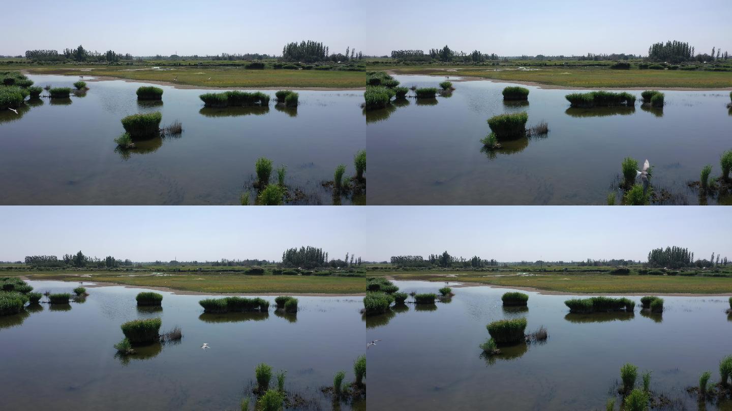 湿地生态