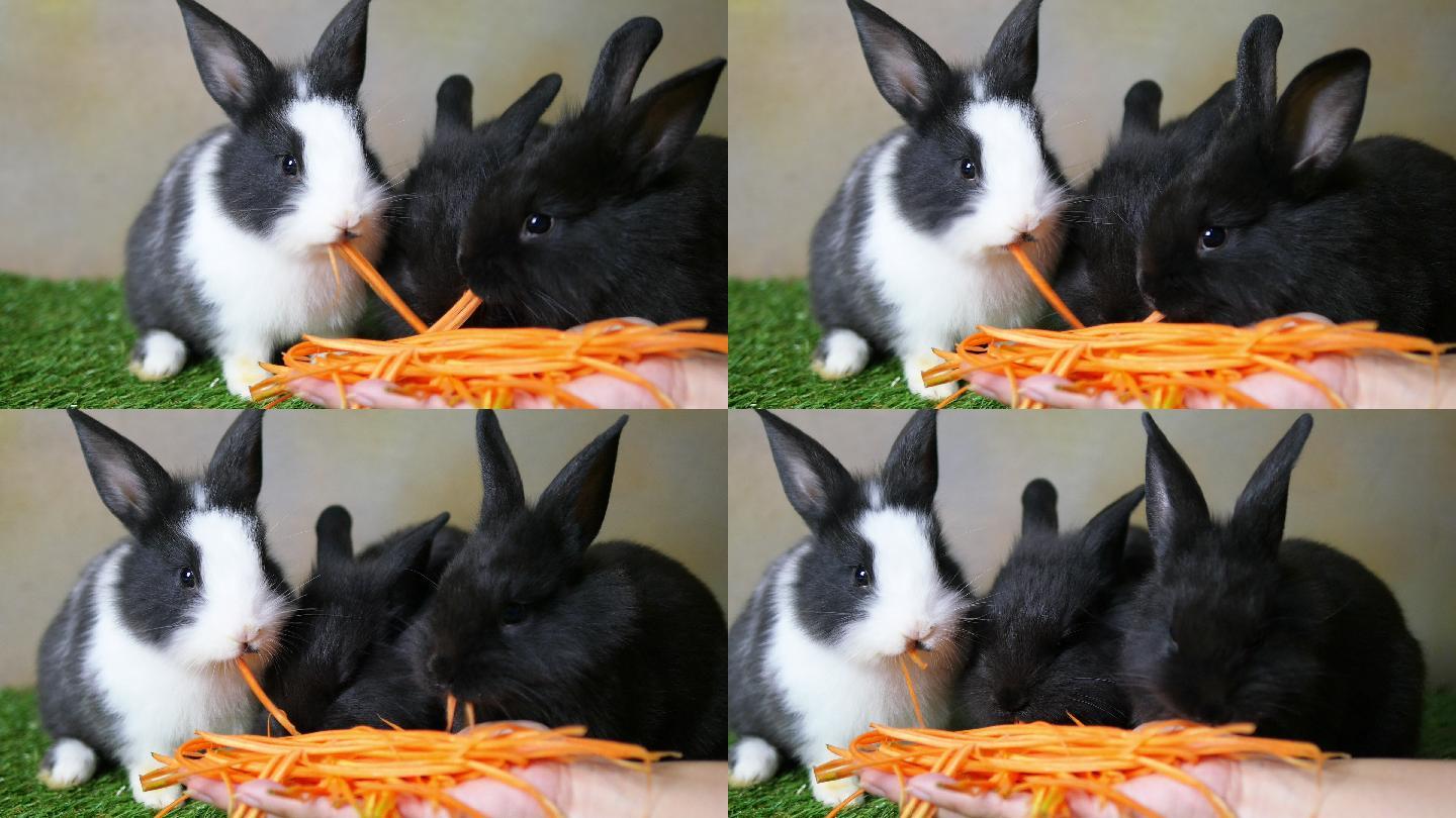 小兔子正在吃胡萝卜