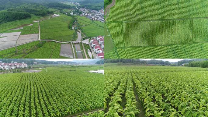 烟草种植基地烟叶航拍农田特写