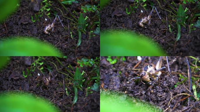 森林里的蚂蚱蝗虫