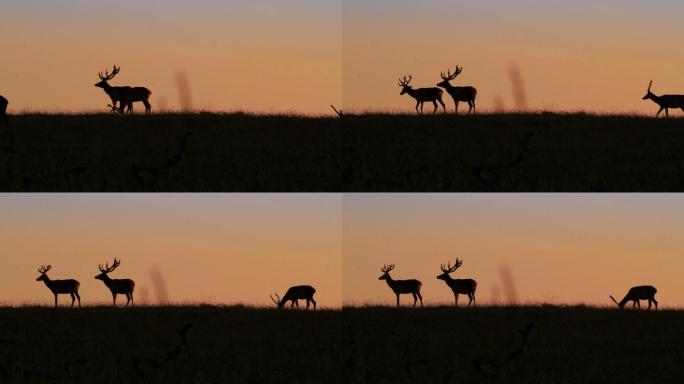 麋鹿剪影夕阳下觅食生态平衡生态和谐