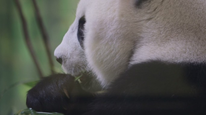 熊猫幼年动物喂养亚洲