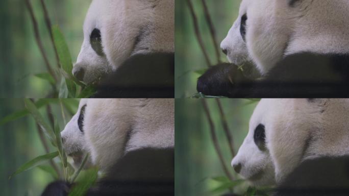 熊猫幼年动物喂养亚洲