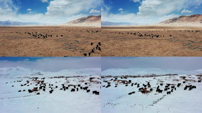 航拍西藏牦牛群