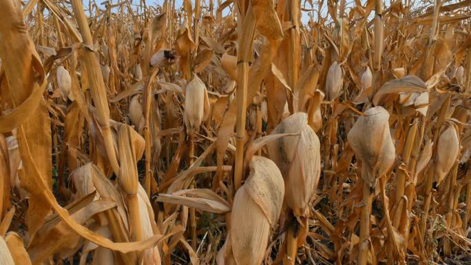 玉米地因严重干旱和高温而干枯和受损。