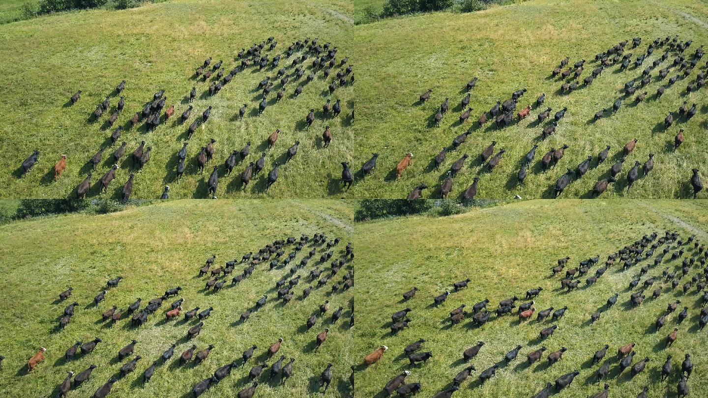 一群公牛跑过田野畜牧业养殖户牛羊成群