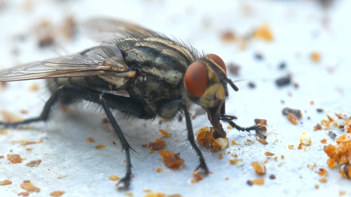 家蝇，苍蝇正在吃食物残渣