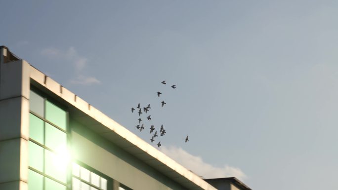 上海城市天空的鸽子