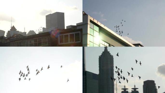 上海城市天空的鸽子