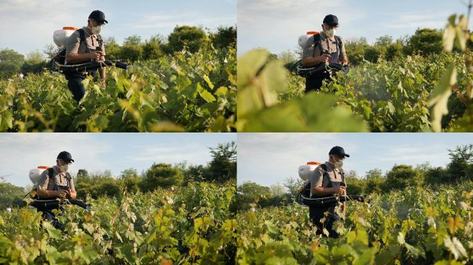 一位中年农民在葡萄园喷洒杀虫剂