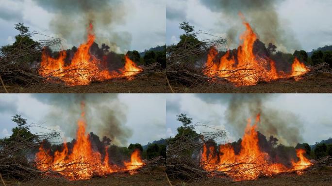 焚烧森林，破坏环境