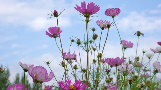 格桑花、格桑梅朵、扫帚梅、波斯菊、小花