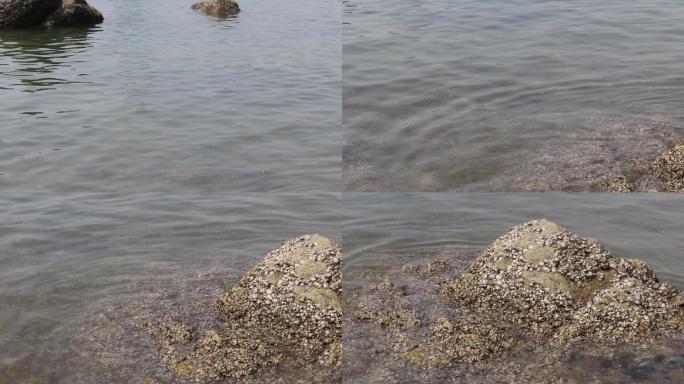 海礁上生满海蛎子