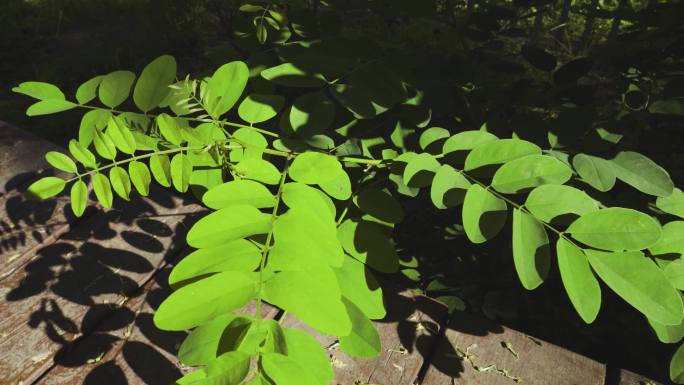 4K植物阳光生命的力量