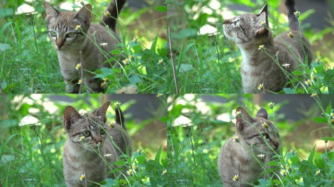 猫在花园里散步野猫小猫咪