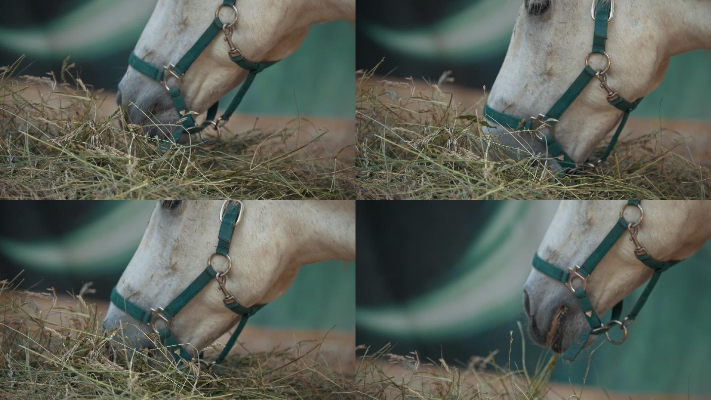 白马在马厩里吃干草