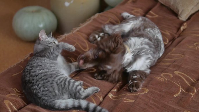 猫和狗打架。