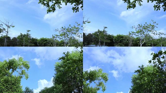 天空树叶