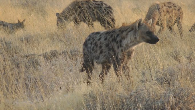 鬣狗群非洲草原大草原