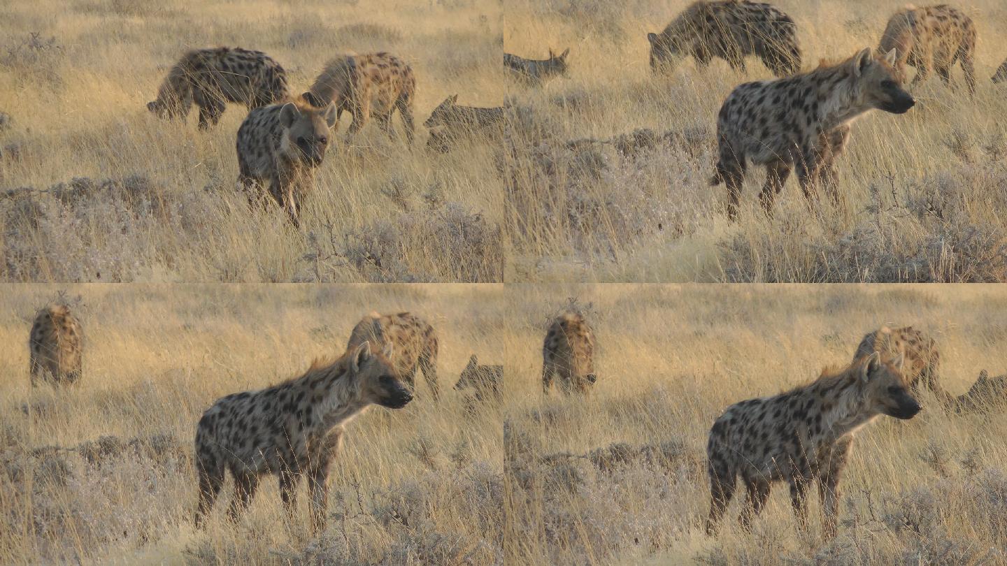 鬣狗群非洲草原大草原