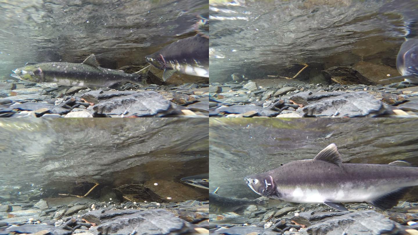 粉红鲑鱼产卵于清澈的冰川溪流