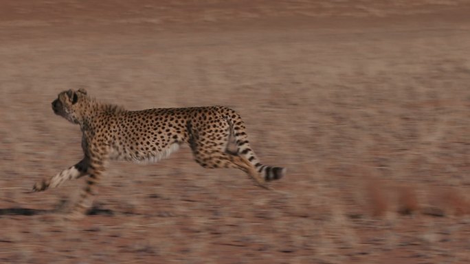 猎豹奔跑自然猫科动物旅游