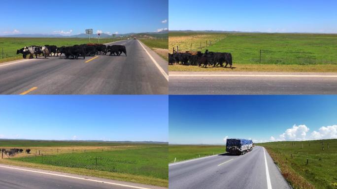 草原公路牦牛穿越公路自然风光游牧放牧牛羊