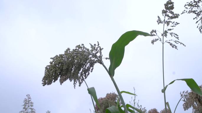 高粱草植被 04