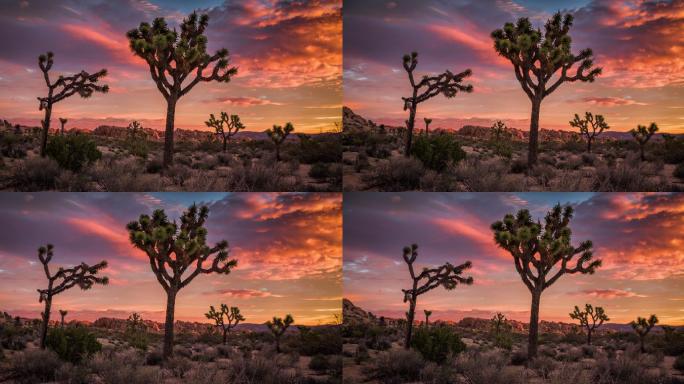 日落时的沙漠景观