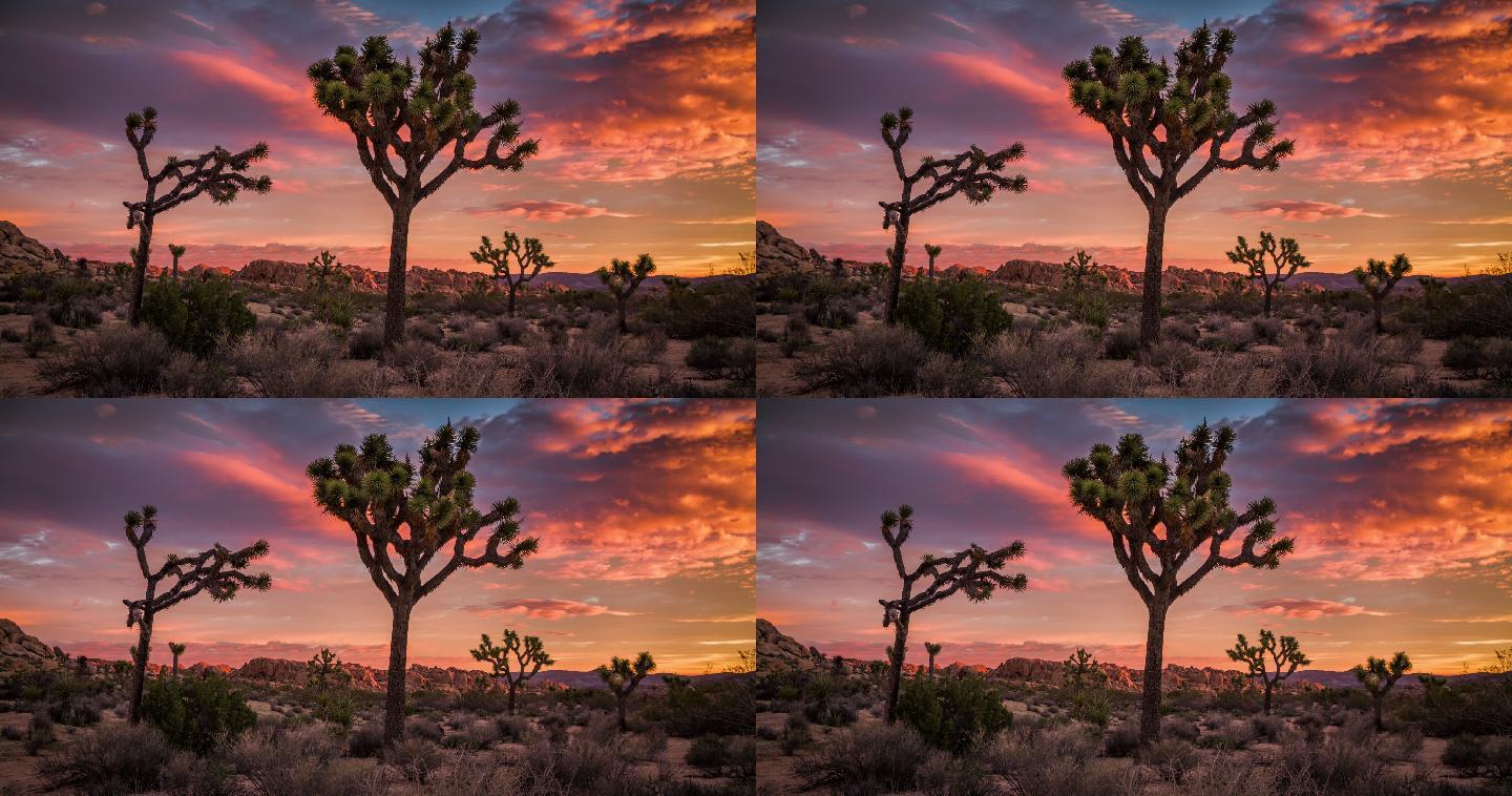 日落时的沙漠景观