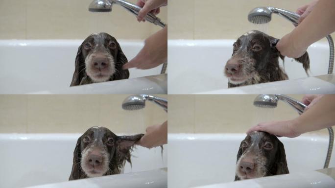 在浴室洗澡的狗狗