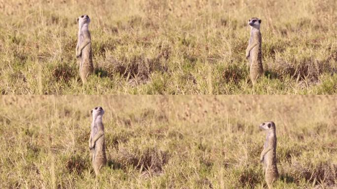 博茨瓦纳卡拉哈里沙漠一只猫鼬在放哨