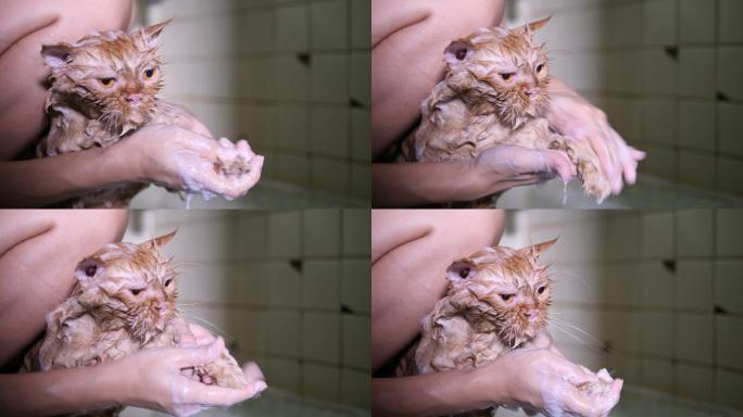 正在洗澡的猫