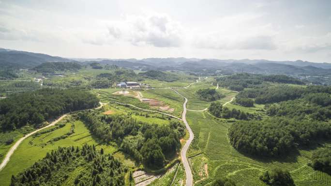 湘西花垣茶业悟6K航拍