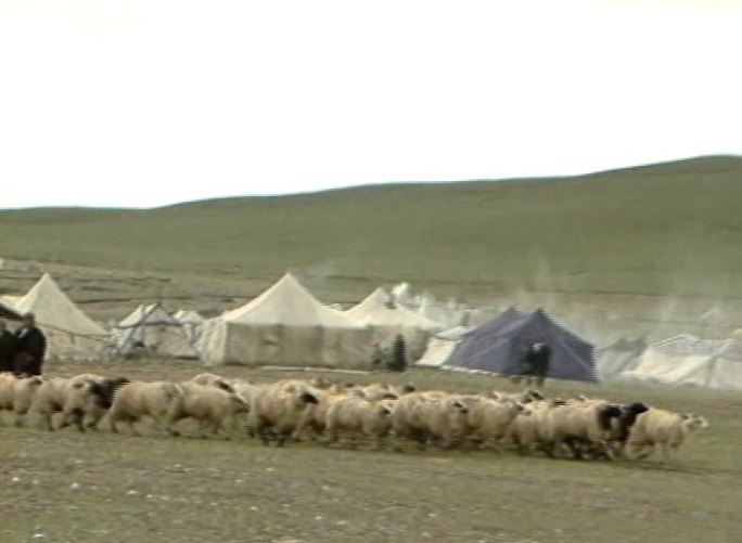草原上成群结队的羊群