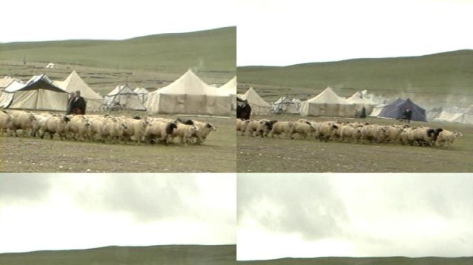 草原上成群结队的羊群
