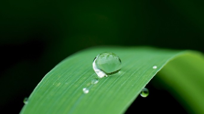 草叶上的露水