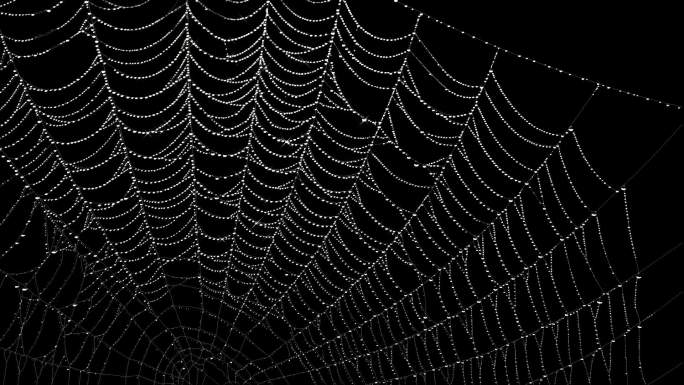 alpha频道上的动画蜘蛛网