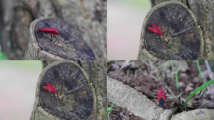 红色昆虫蝽
