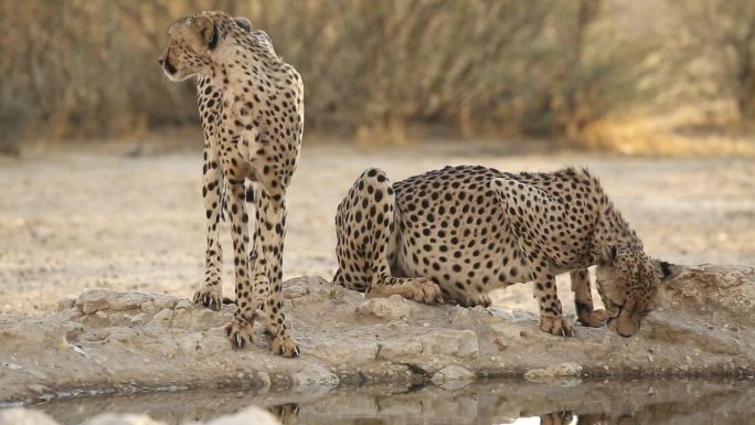 南非卡拉哈里沙漠警惕的猎豹