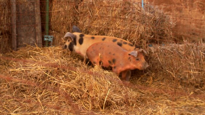 农村稻草饲养养猪养鸡秋收村民村庄打草草垛