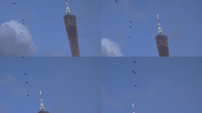 4K鸟群飞过广州塔夜景傍晚