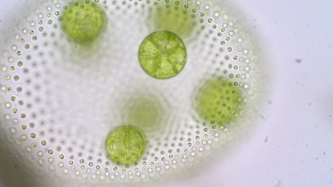 多系属的绿藻或浮游植物