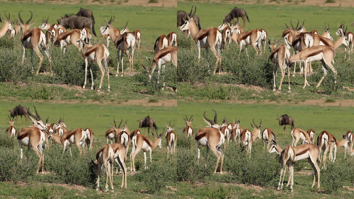 南非卡拉哈里春羚羊群