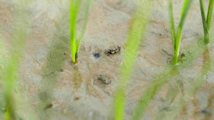 退潮 小螃蟹 螃蜞 贝类 沼泽 蛤蜊