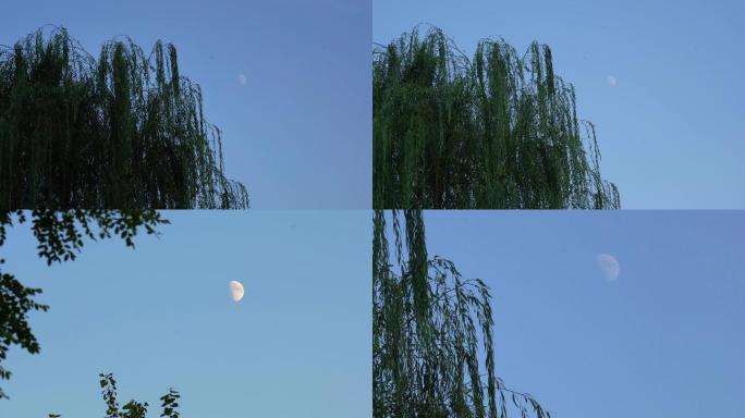 4K拍摄月上柳枝