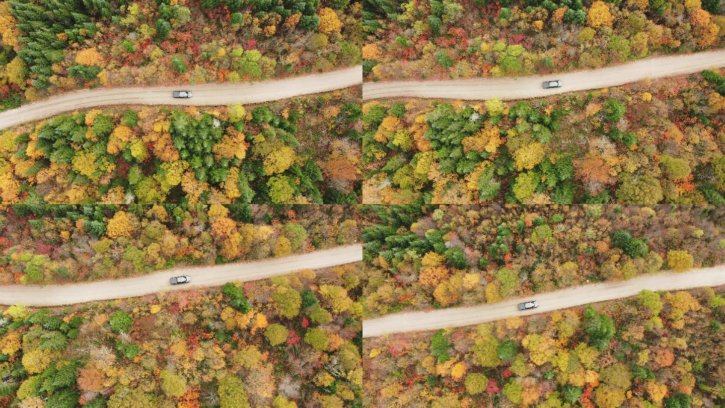 秋日的乡村公路皮卡车美景落叶树